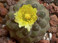 Copiapoa hypogaea